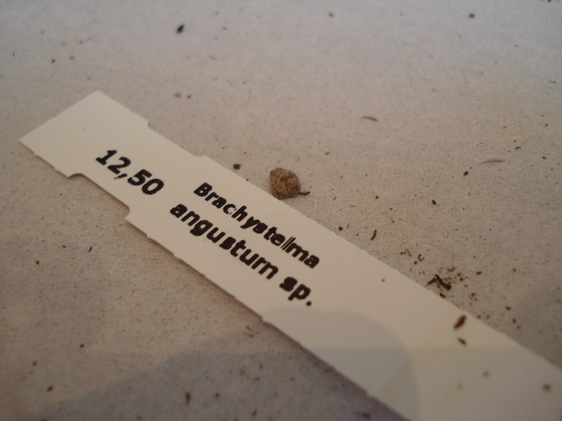 brachystelma angustum 139