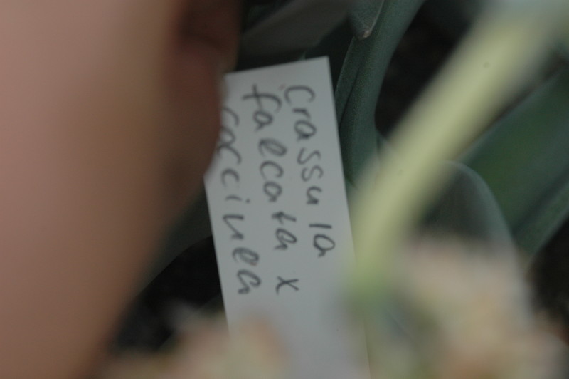 crassula falcata coccinea 02