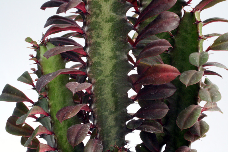 euphorbia trigona rubra 0196