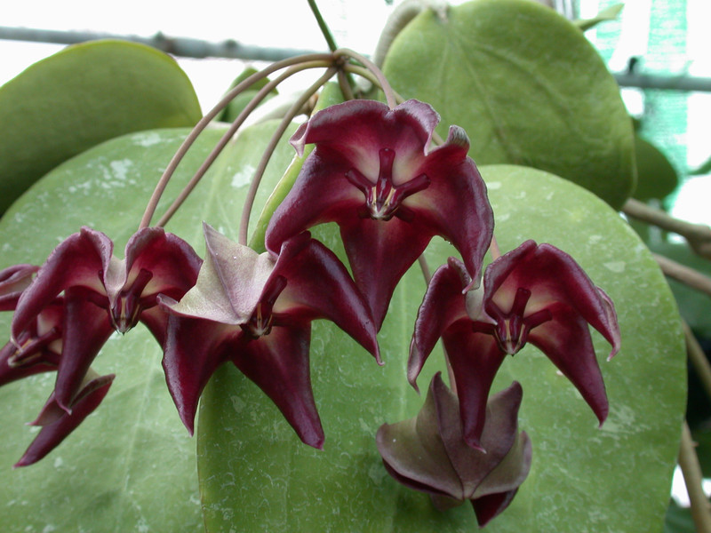 hoya macgillivrayi 01