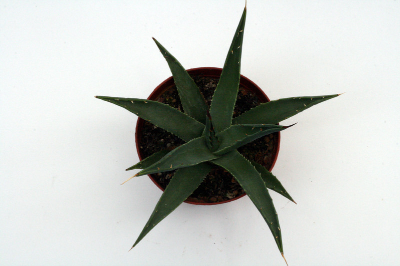 agave utahensis peach springs az 0130