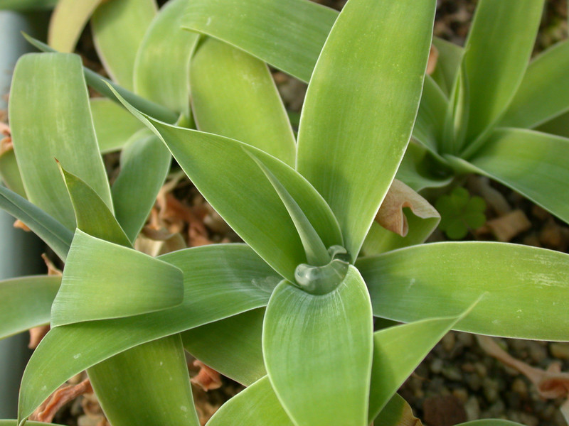 agave attenuata 1