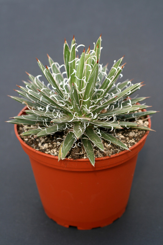 agave cv leopoldii 0874