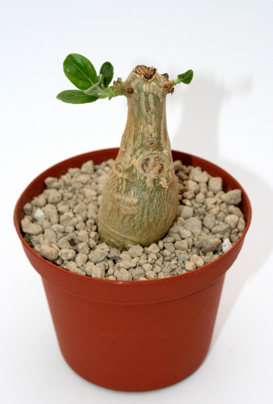 pterodiscus ngamicus 6962