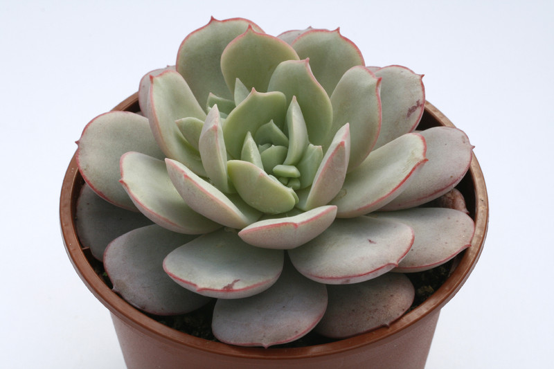 echeveria subcorymbosa 7922