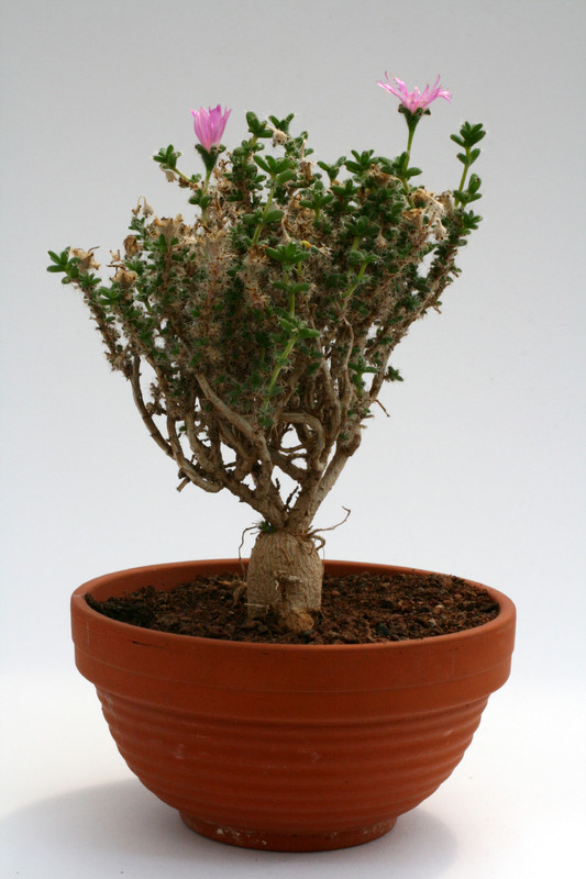 trichodiadema bulbosum 9479