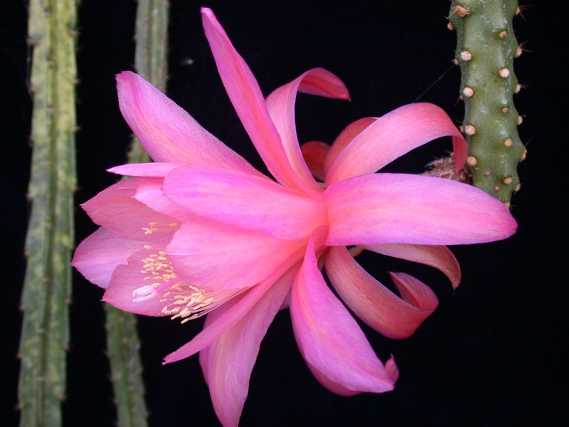 aporocactus peggys red spider 9796