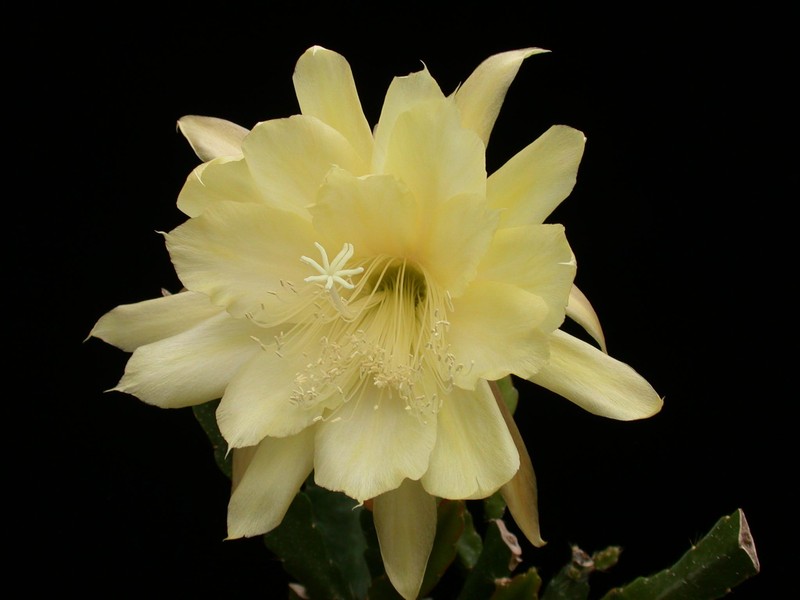 eh yellow gem 9910 4