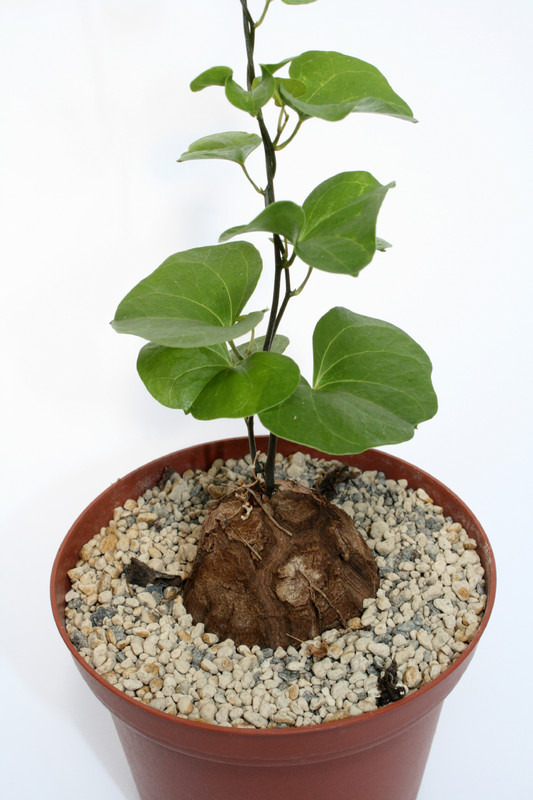 dioscorea elephantipes 3982