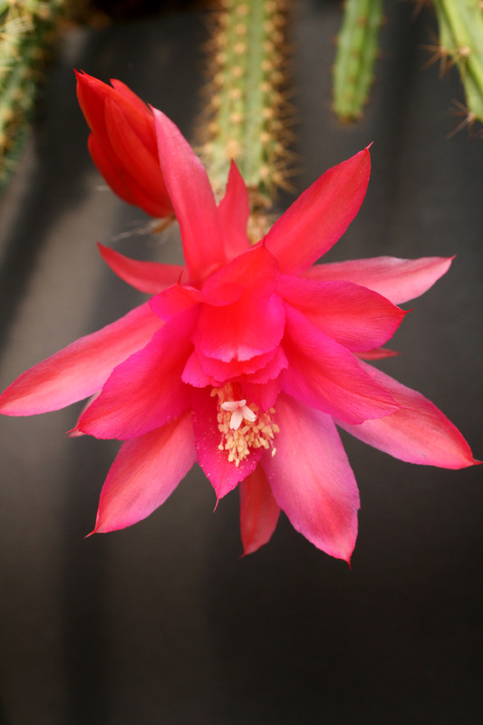 aporocactus susan 0123