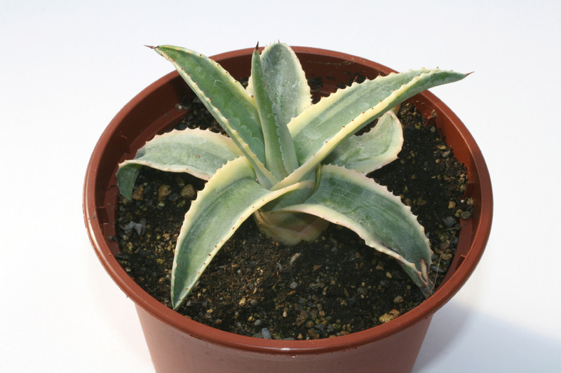 agave cornelius 6586