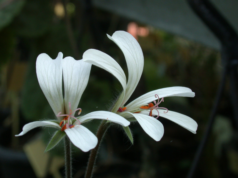 pelargonium barkleyi 02