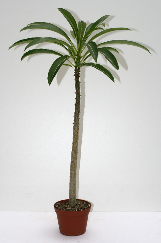 pachypodium rutenbergianum 3536