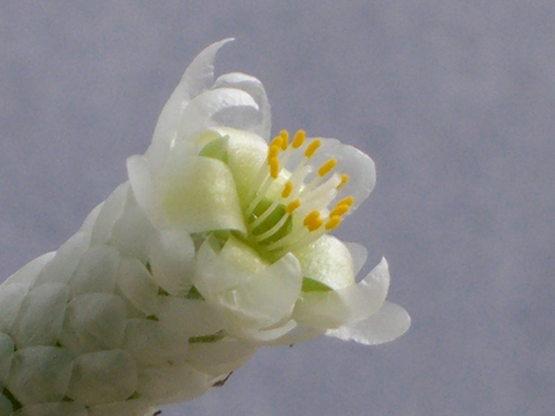 avonia papyracea 0332