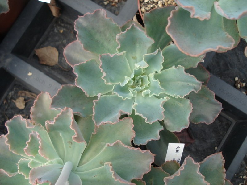 echeveria shawiana 01