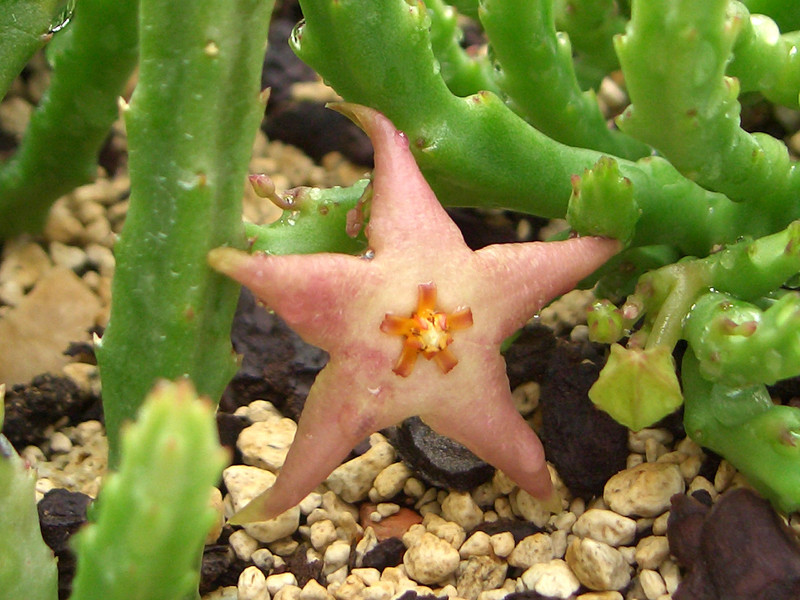 stapelia divaricata 1990