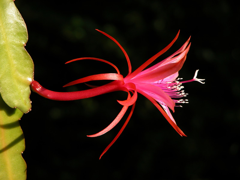 eh jalisco flirt 02
