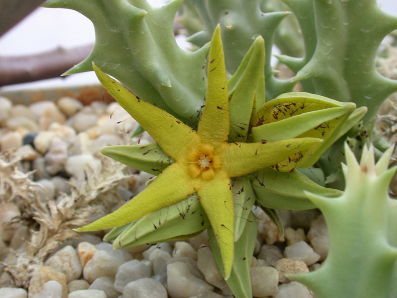 caralluma lutea vaga 02