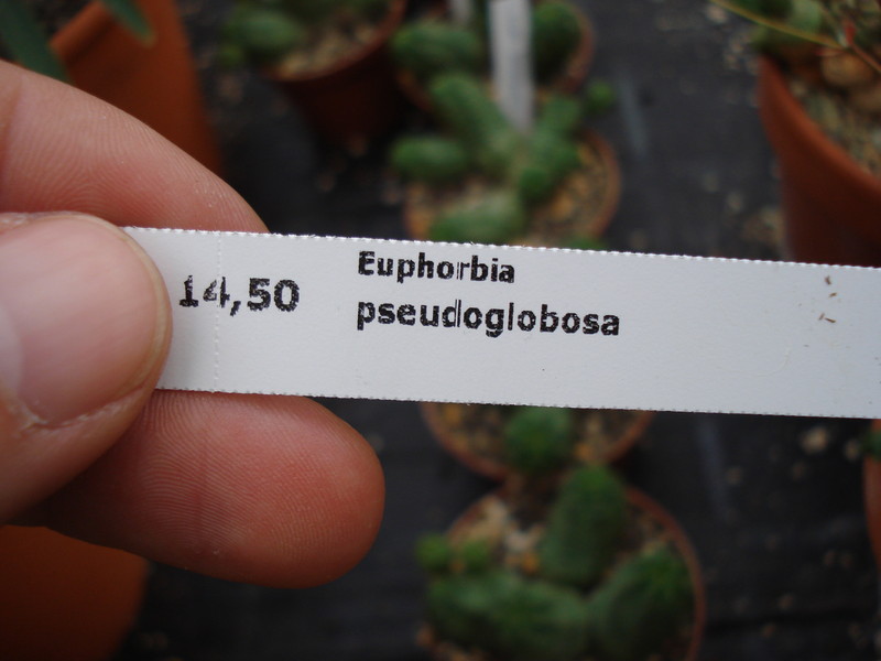 euphorbia pseudoglobosa 1132