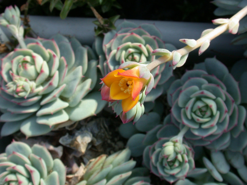 echeveria cv orange1