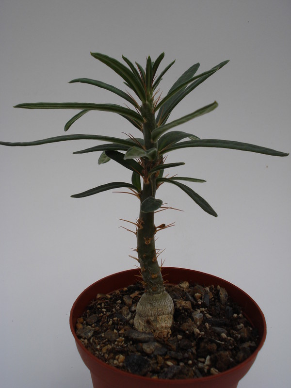 pachypodium griquense 744