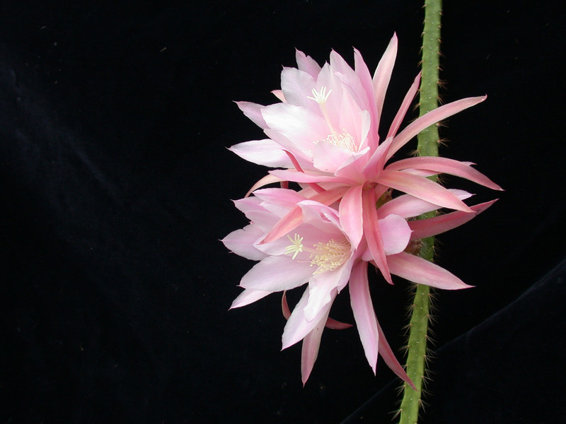 aporocactus tempelfeuer wessner 02