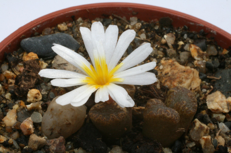 conophytum pellucidum rotnaaskoker 2835