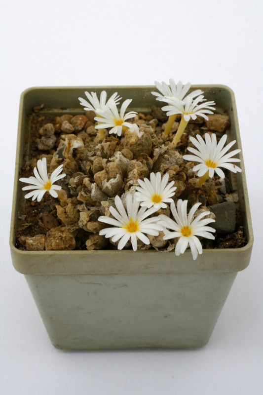 conophytum cupreatum terrestre mg1456 75 0900