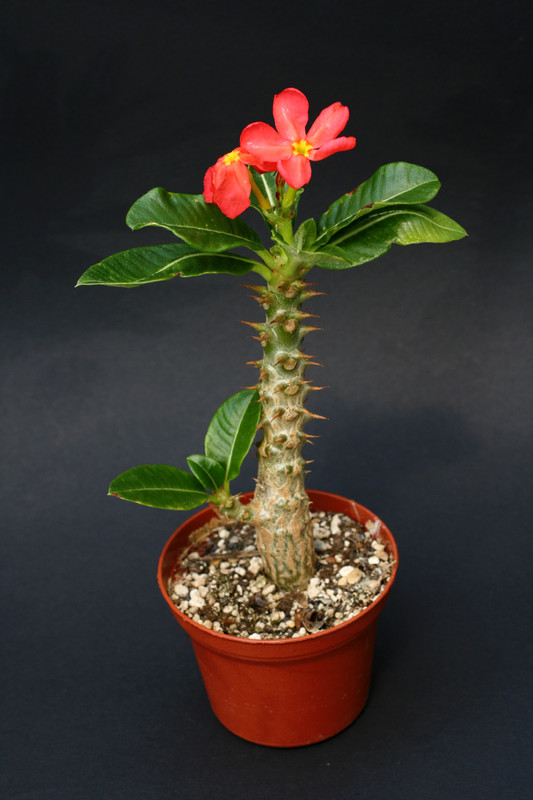 pachypodium baronii windsori 2905