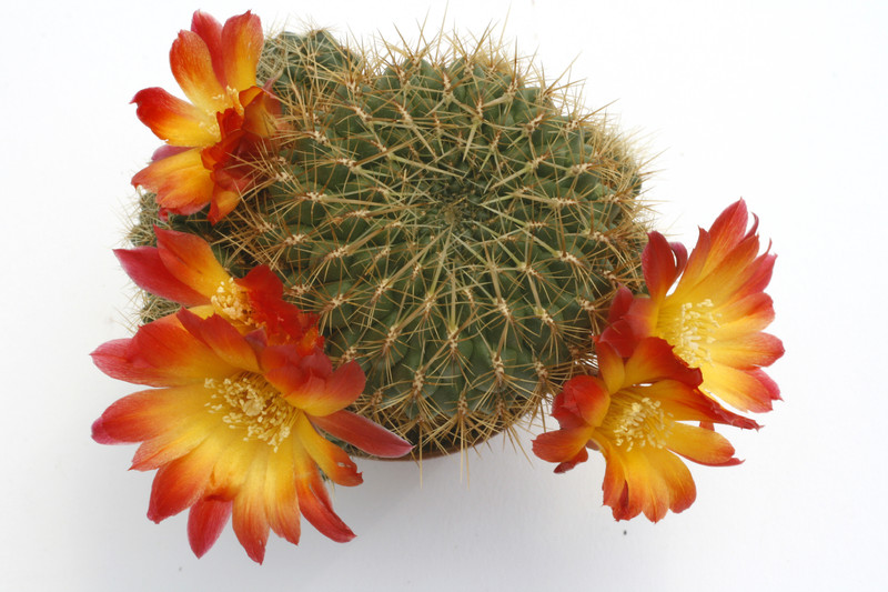 sulcorebutia tuberculata chrysantha 9966