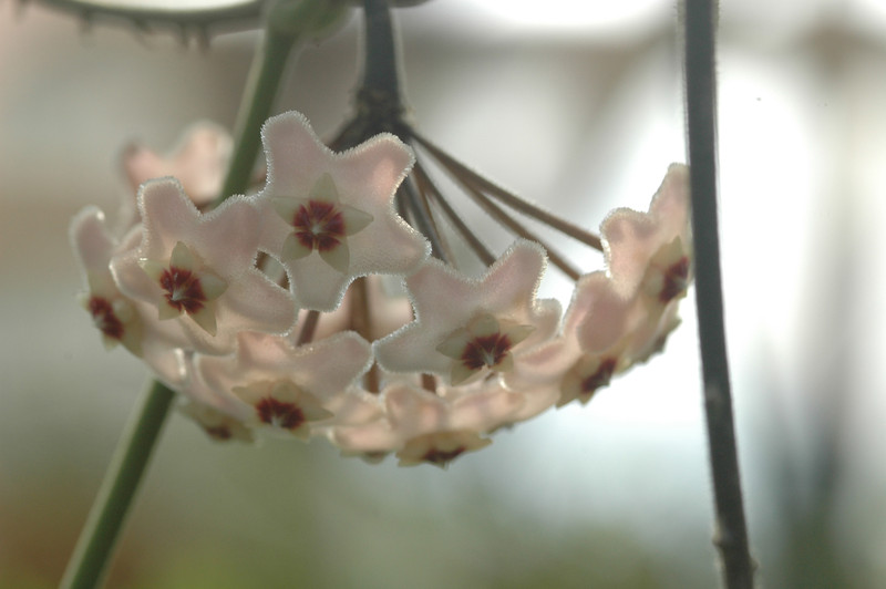 hoya carnosa 4
