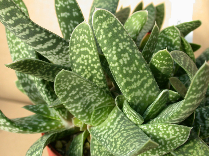 gasteria prolifera 04