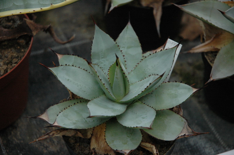 agave albicans 9613
