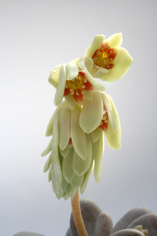 pachyphytum oviverum 7536