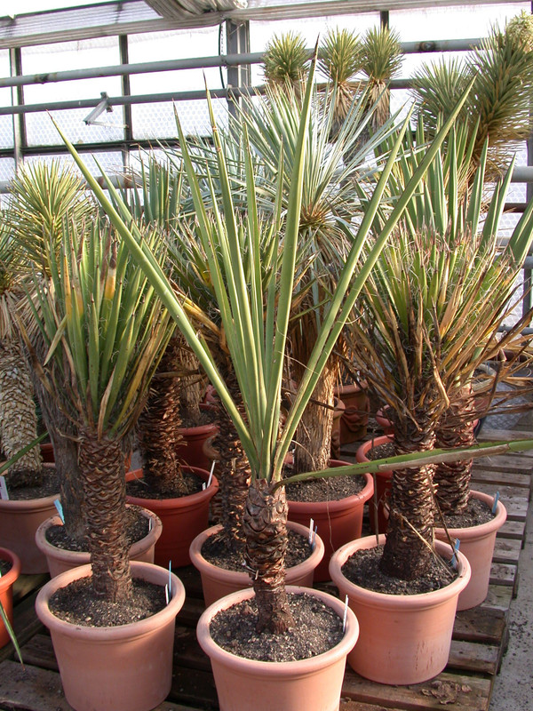 yucca carneoroseana1