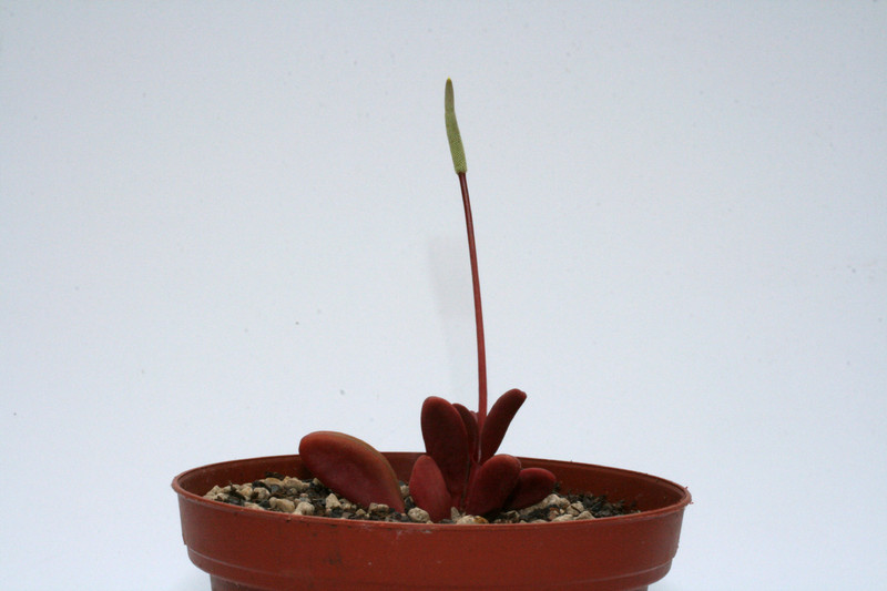 peperomia graveolens 9290