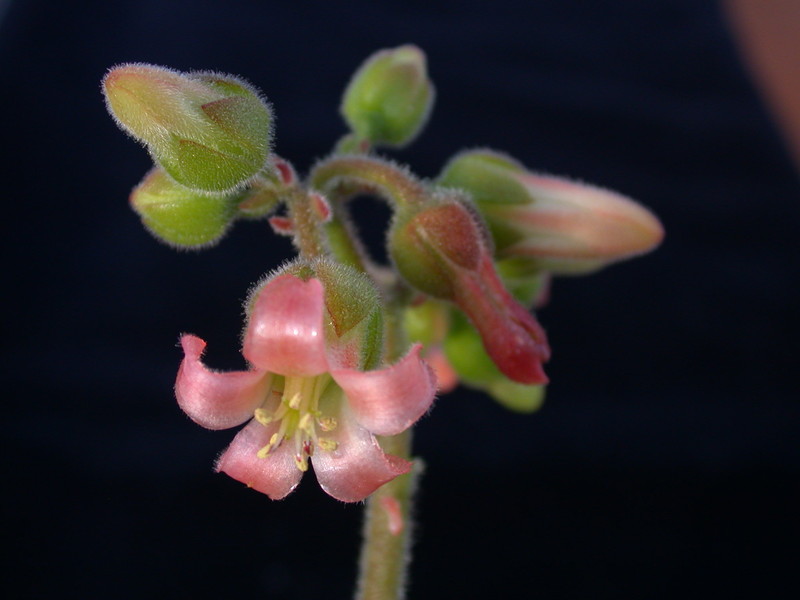 cotyledon ladysmithiensis 04