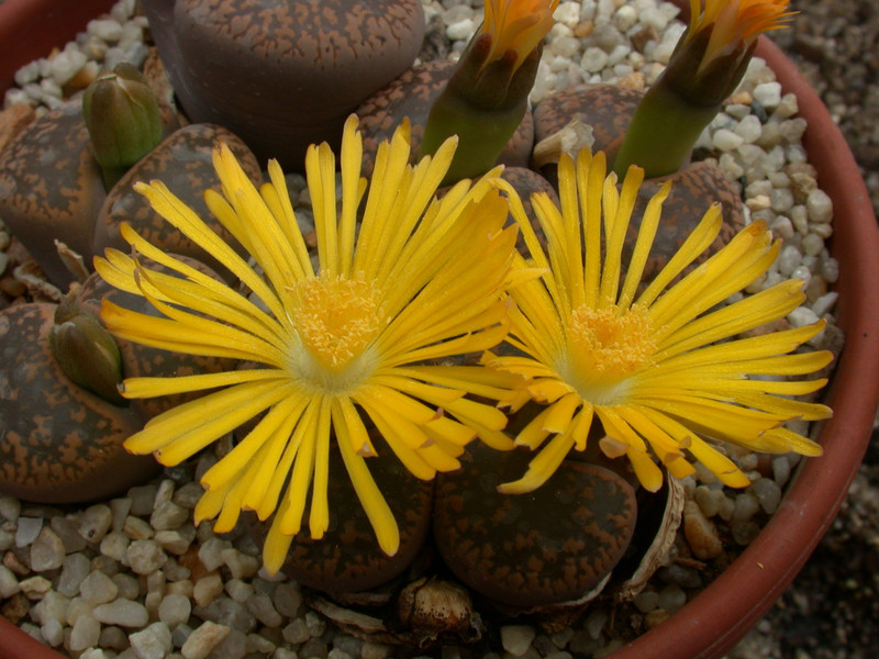 lithops aucampiae kuruman c11 c173 03