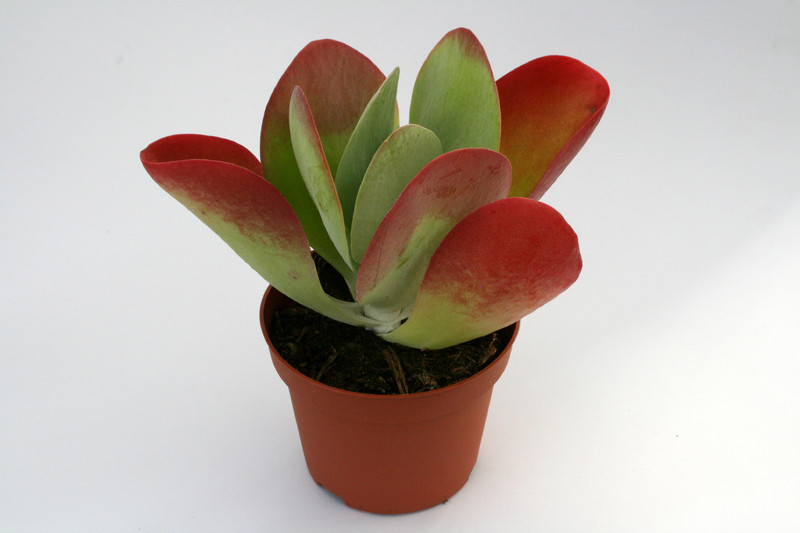 kalanchoe thysiflora 0632