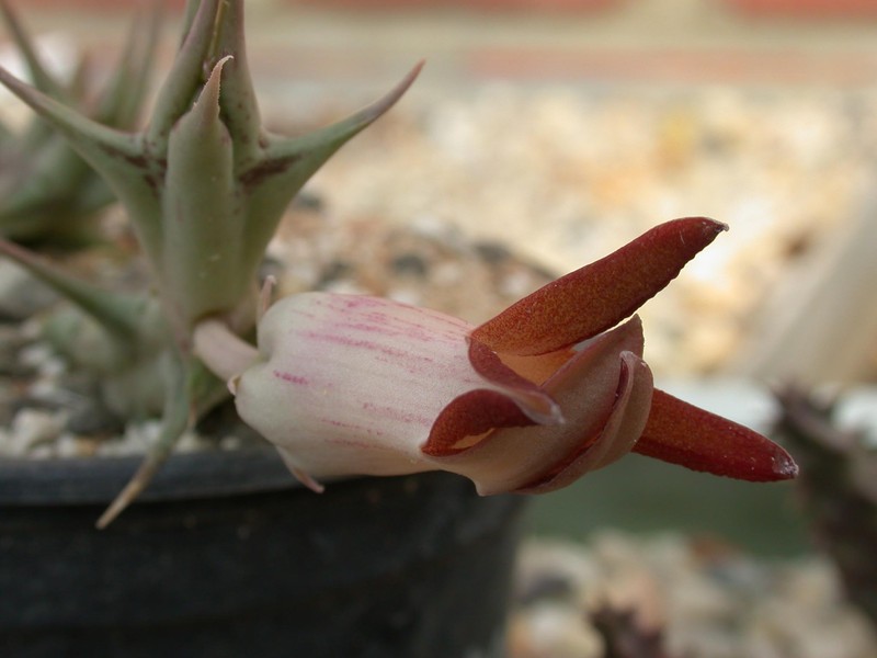 orbea distincta hdo235 01