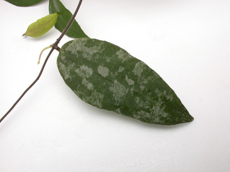 hoya caudata 3963