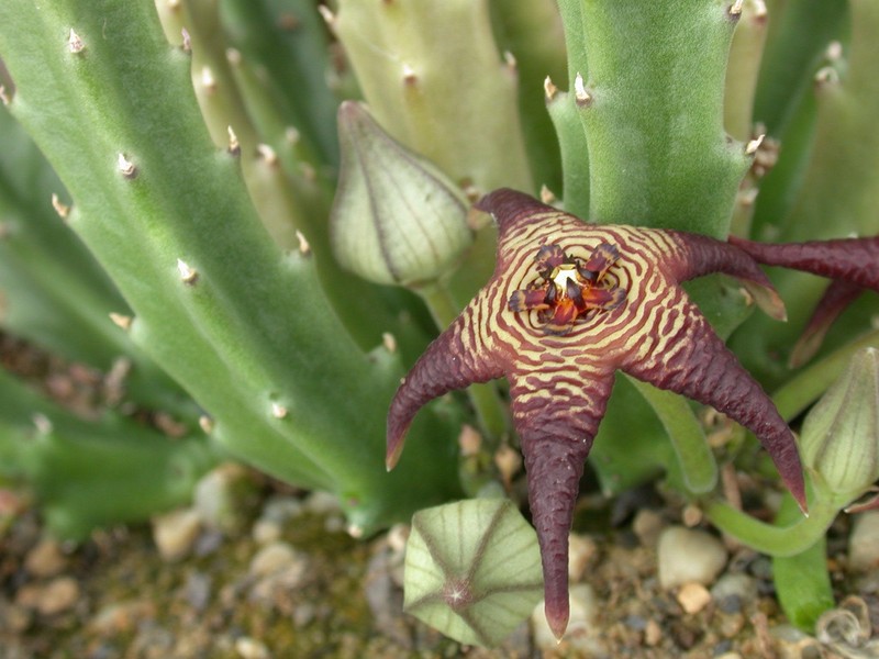 stapelia cedrimontana 01