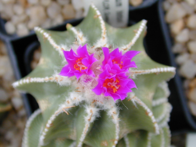 aztekium hintonii 012