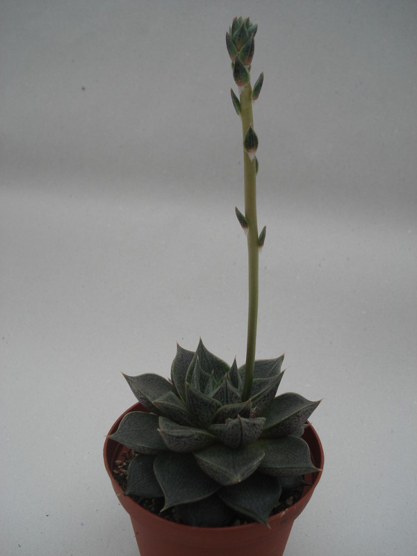 echeveria purpusorum 8360