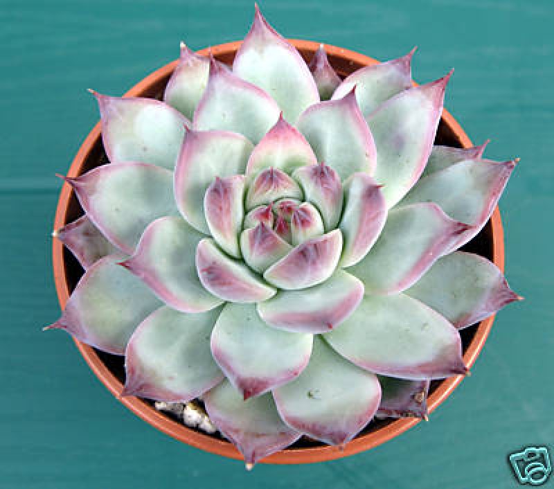 echeveria colorata lindsayana