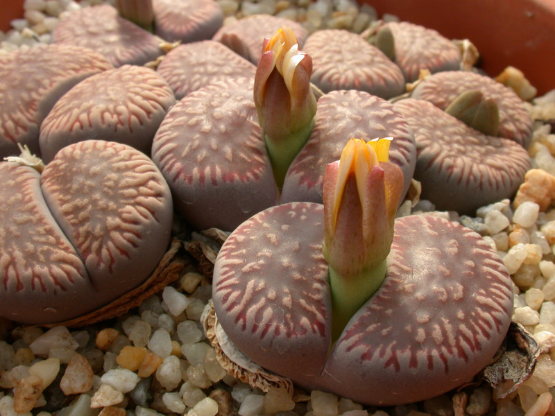 lithops aucampiae euniceae c48 05