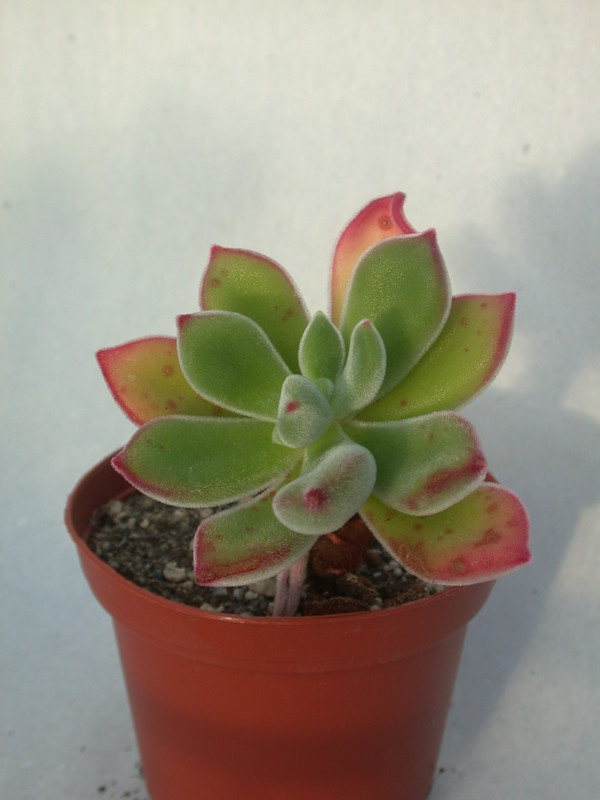 echeveria pulvinata 9976