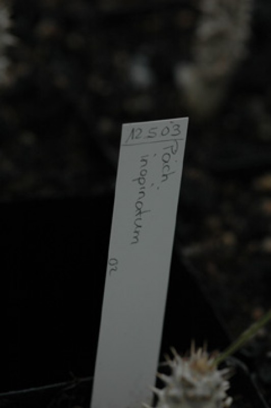 pachypodium inopiatum 04