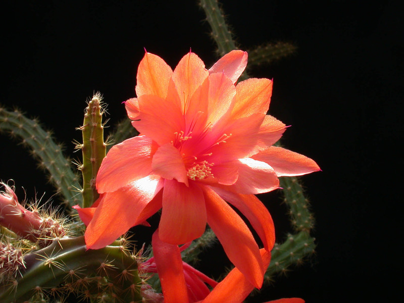 aporocactus pretty orange vs rettig02