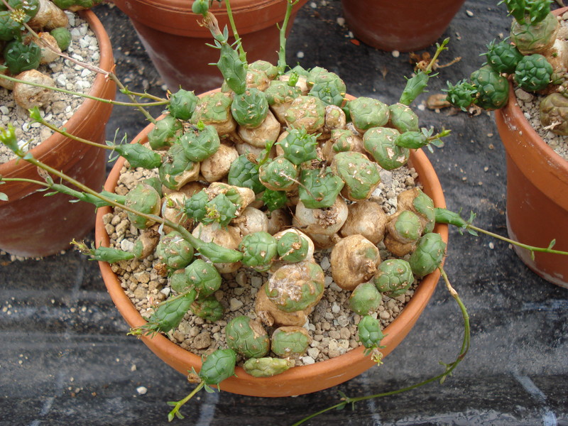 euphorbia globosa 1128